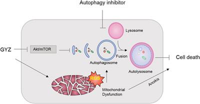 <mark class="highlighted">Guaiazulene</mark> Triggers ROS-Induced Apoptosis and Protective Autophagy in Non-small Cell Lung Cancer